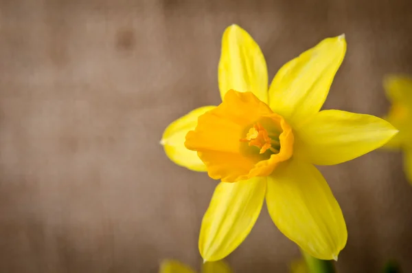 Vacker gul påsklilja — Stockfoto
