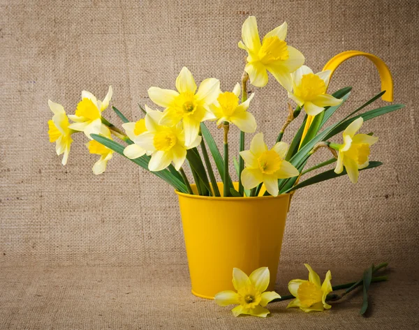 Narcisy v žlutý květináč — Stock fotografie
