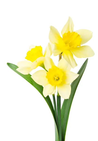 Narciso amarelo isolado sobre um fundo branco — Fotografia de Stock