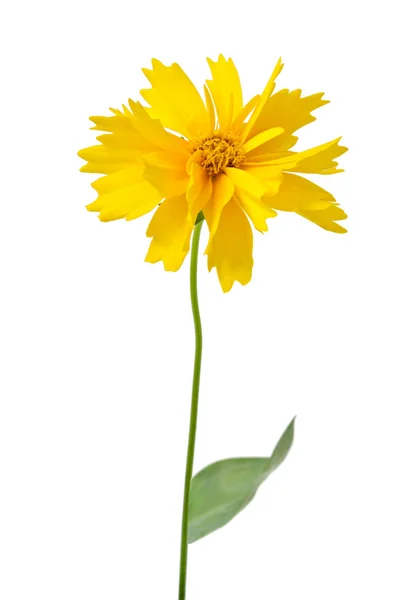 Hermosa flor de primavera aislada sobre un fondo blanco — Foto de Stock