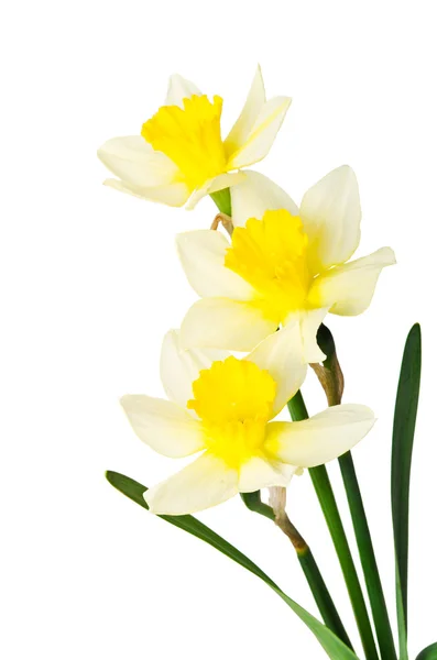 Gele narcis geïsoleerd op een witte achtergrond — Stockfoto