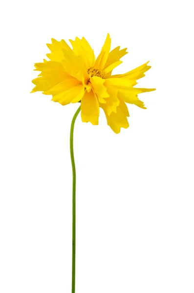 Beautiful spring flower isolated on a white background — Stock Photo, Image