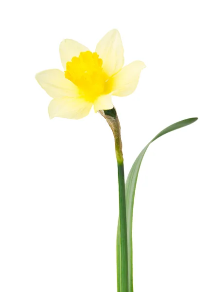 美丽的水仙花孤立在白色背景上的透明花瓶里 — 图库照片