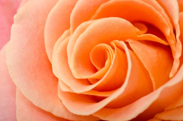 美丽的奶油玫瑰 — 图库照片