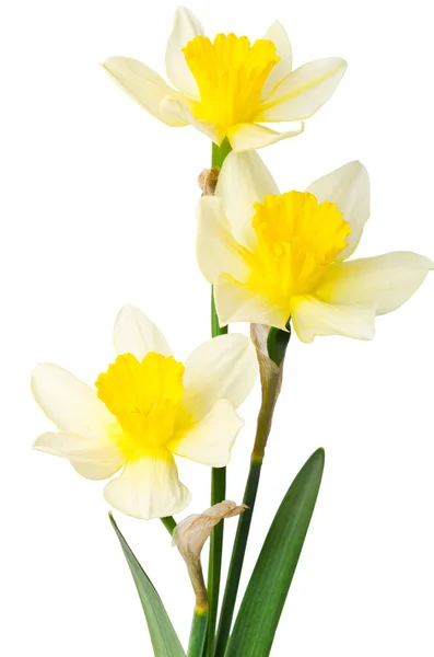 Beautiful daffodil isolated on white background — Stock Photo, Image