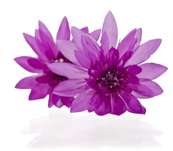 Bela flor selvagem violeta isolado no fundo branco — Fotografia de Stock