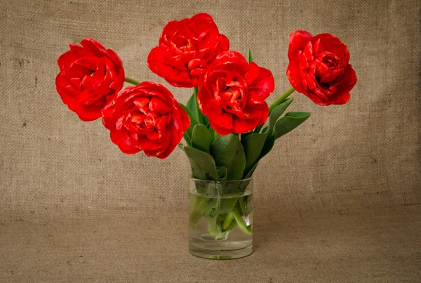 Beautiful red tulips in a transparent glass on the background bu — Stock Photo, Image