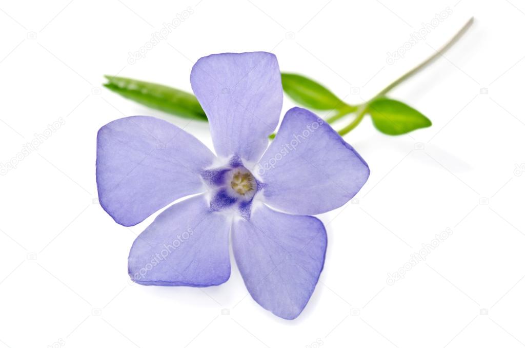 Beautiful blue flower periwinkle isolated on white background