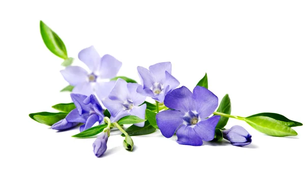 Hermosa flor azul periwinkle aislado sobre fondo blanco —  Fotos de Stock