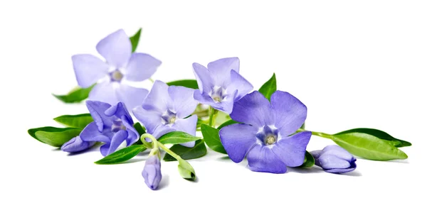 Hermosa flor azul periwinkle aislado sobre fondo blanco —  Fotos de Stock