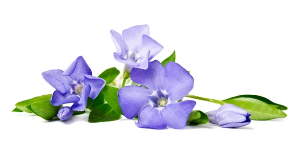 Belle pervenche fleur bleue isolée sur fond blanc — Photo