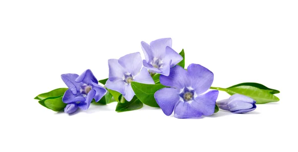 Vacker blå blomma periwinkle isolerad på vit bakgrund — Stockfoto