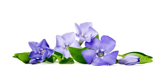 Hermosa flor azul periwinkle aislado sobre fondo blanco —  Fotos de Stock