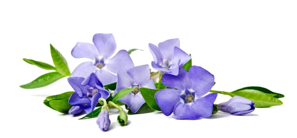 Bellissimo fiore blu pervinca isolato su sfondo bianco — Foto Stock