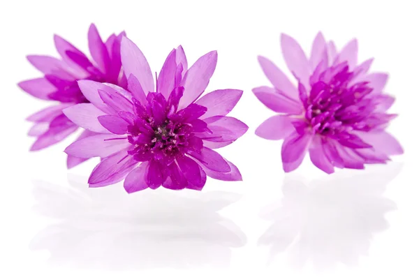 白い背景上に分離されて美しい紫色の野生の花 — ストック写真