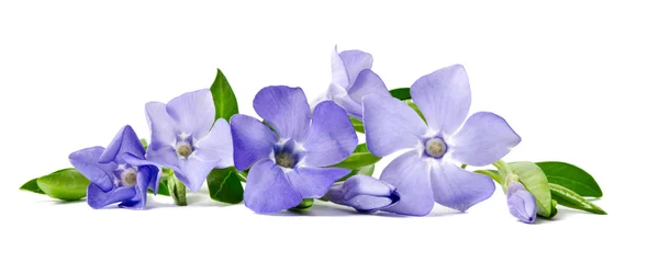 Hermosa flor azul periwinkle aislado sobre fondo blanco —  Fotos de Stock