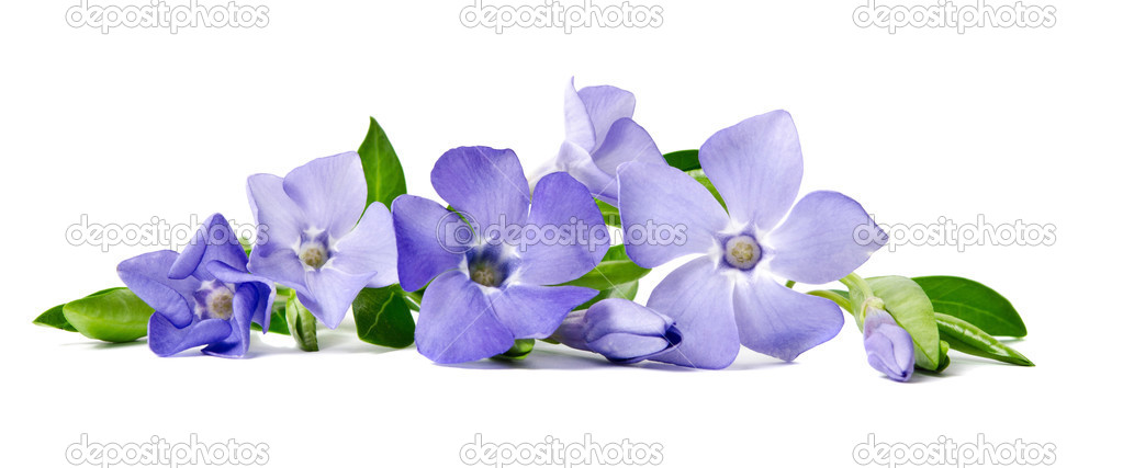 Beautiful blue flower periwinkle isolated on white background