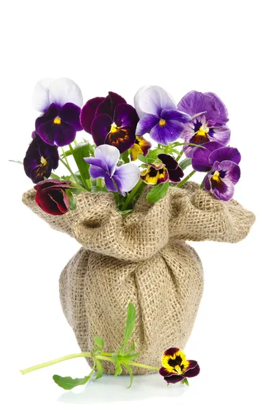 Beautiful pansies in a vase isolated on white background — Stock Photo, Image