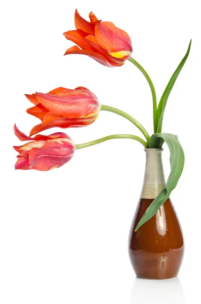 Tres hermosos tulipanes rojos en jarrón de cerámica aislado en bac blanco —  Fotos de Stock