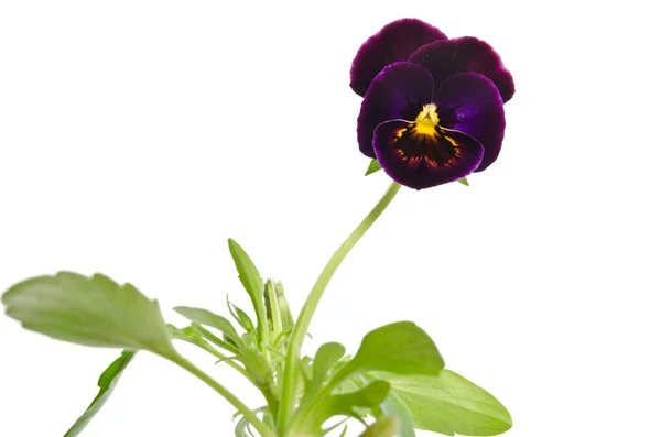 Beautiful pansy flower isolated on white background — Stock Photo, Image