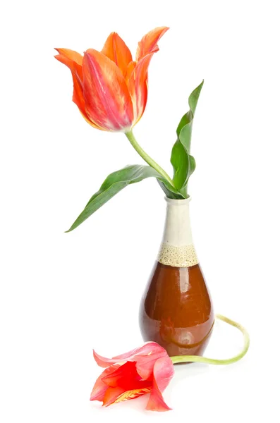 Hermosos tulipanes en un jarrón de cerámica aislado sobre fondo blanco —  Fotos de Stock