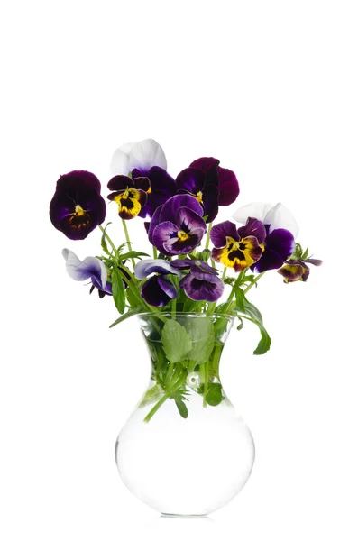 Beautiful pansies in transparent vase isolated on white backgrou — Stock Photo, Image