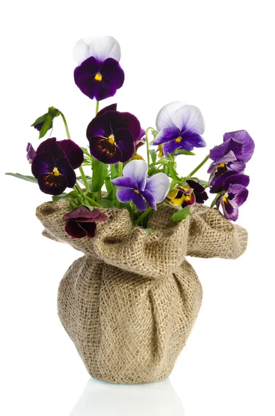 Beautiful pansies in a vase isolated on white background — Stock Photo, Image