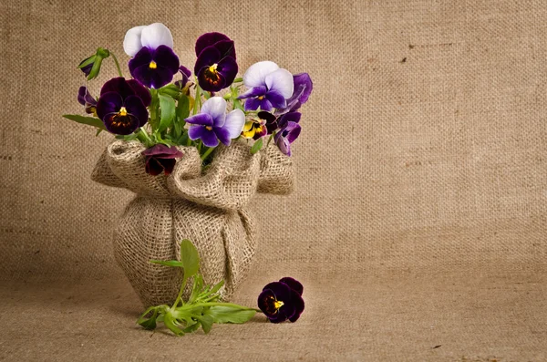 Beautiful pansy flowers on burlap background — Stock Photo, Image
