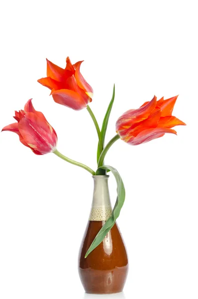 Three beautiful red tulips in ceramic vase isolated on white bac — Stock Photo, Image