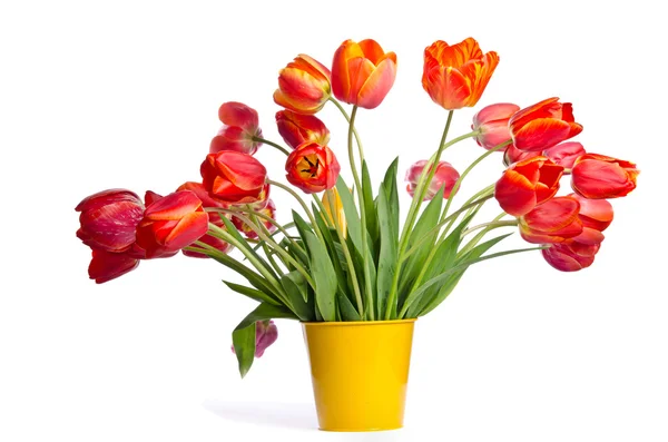 Beautiful bouquet of tulips in yellow pot isolated on white back — Stock Photo, Image