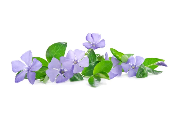 Hermosa flor azul periwinkle aislado sobre fondo blanco — Foto de Stock