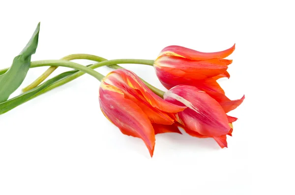 Three beautiful tulips isolated on white background — Stock Photo, Image