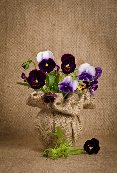 Hermosas flores de pansy sobre fondo de arpillera —  Fotos de Stock