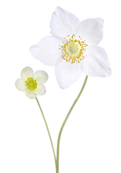 Dos hermosas flores delicadas en un jarrón aislado sobre fondo blanco —  Fotos de Stock