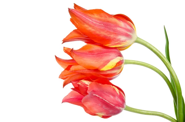 Three beautiful red tulips isolated on white background — Stock Photo, Image