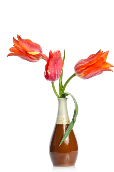 Tres hermosos tulipanes rojos en jarrón de cerámica aislado en bac blanco —  Fotos de Stock