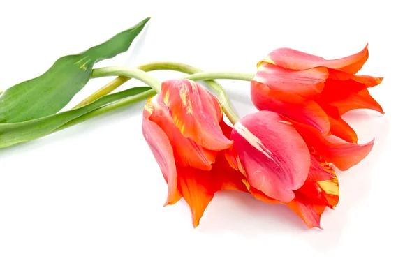 Три красивые тюльпаны изолированы на белом фоне — стоковое фото
