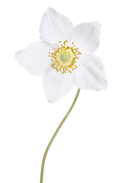 Красива ніжна квітка ізольована на білому тлі — стокове фото