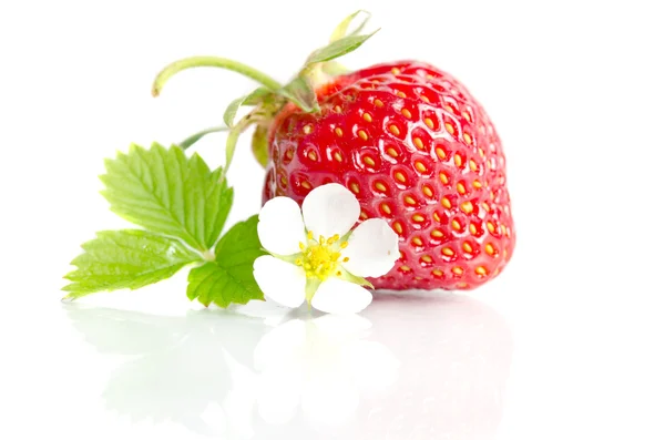 Červené sladké jahody izolovaných na bílém pozadí — Stock fotografie