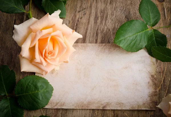 Delicate cream roses on wooden table — Stock Photo, Image