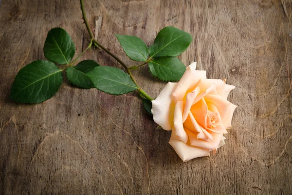 Ніжна кремова троянда на дерев'яному столі — стокове фото