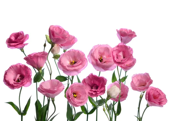 Sacco Eustomi Rosa Composizione Sfondo Bianco — Foto Stock