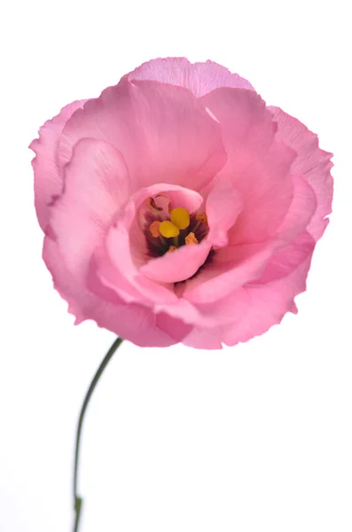 Une Eustomie Rose Fleur Isolée Sur Fond Blanc — Photo