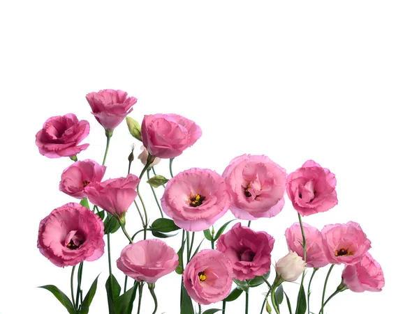 Beaucoup Eustomes Roses Composition Sur Fond Blanc — Photo