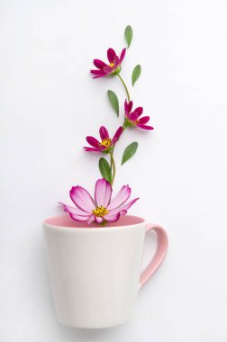 Çok renkli çiçekler ve yapraklar. Beyaz arkaplanda kompozisyon.