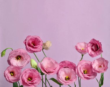 Bir sürü pembe Eustoma. Mor arkaplanda kompozisyon