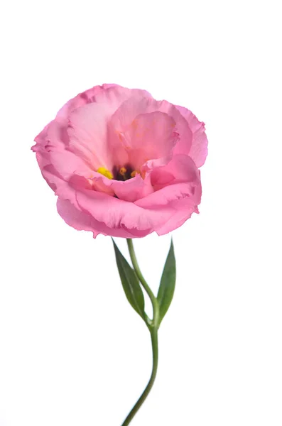 Rosa Sedvänja Blomma Isolerad Vit Bakgrund — Stockfoto