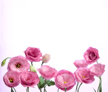Bir sürü pembe Eustoma. Beyaz arkaplanda kompozisyon