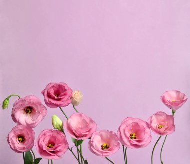Bir sürü pembe Eustoma. Mor arkaplanda kompozisyon