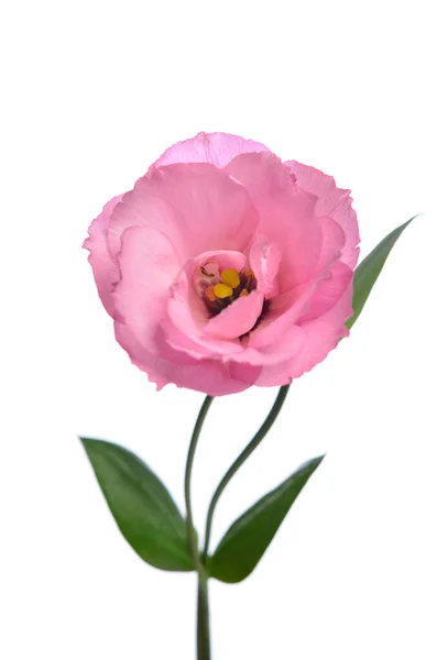 Rosa Sedvänja Blomma Isolerad Vit Bakgrund — Stockfoto